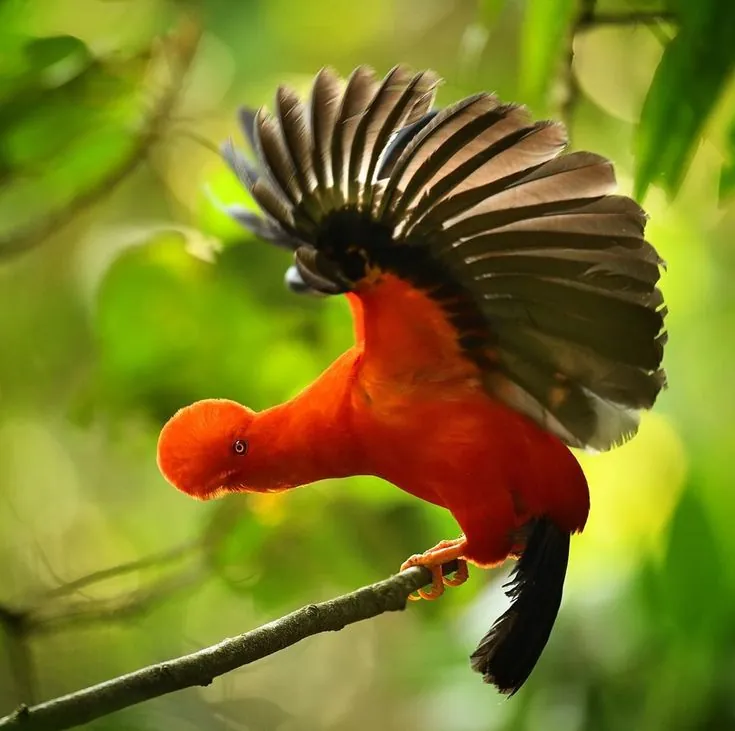 Gallito de la peña