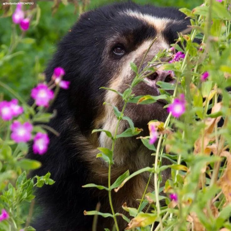 Oso de anteojos entre flores silvestres