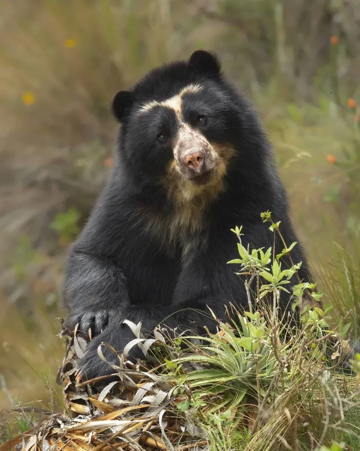 Oso de anteojos